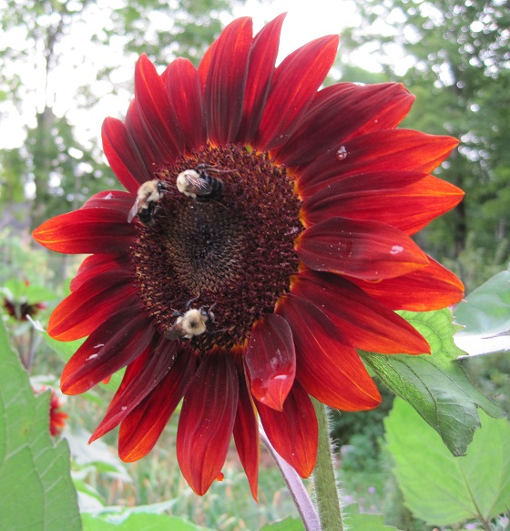 bees on a red sunflower